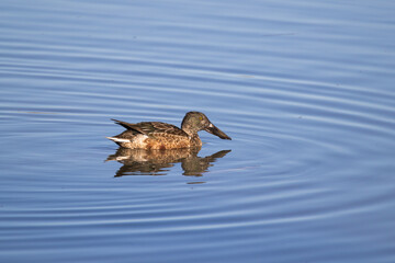 Mestolone (anas clypeata) nell'oasi naturalistica di Manzolino.