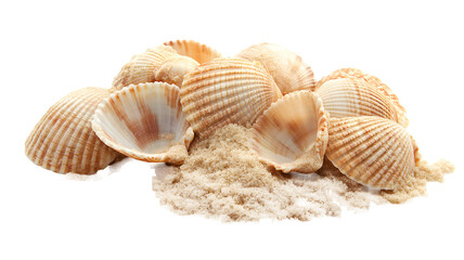 Obraz premium A collection of seashells on sandy surface.