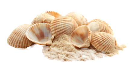 A collection of seashells on sandy surface.