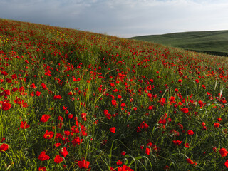 Poppy fields on the hills near the mountains. Drone photo of a beautiful bright summer landscape. Beautiful red poppies flowers.