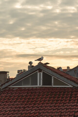 seagull on roof