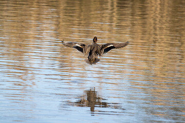 Alzavola in volo nell'oasi naturalistica di Manzolino.