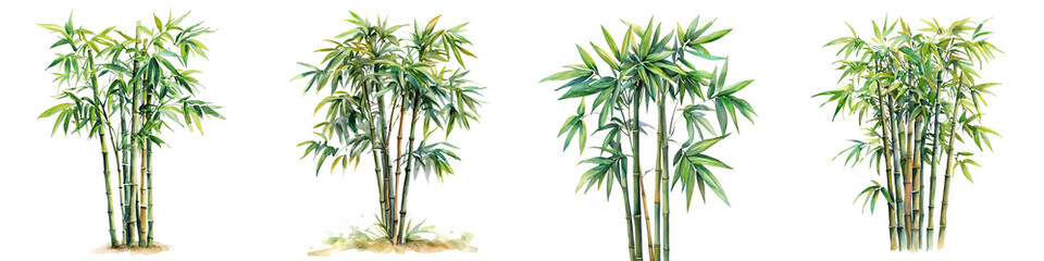 Fototapeta premium A collection of lush bamboo plants showcasing varying heights and densities, characterized by vibrant green leaves and slender stems.