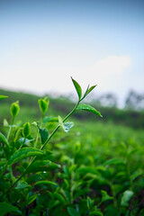 Fresh Leaf Tea in Morning Dew