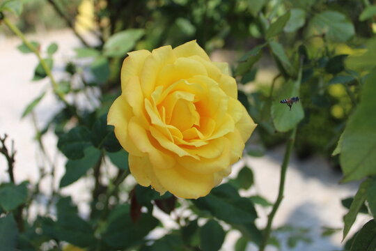 yellow rose close-up