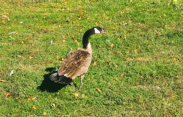 goose on the grass