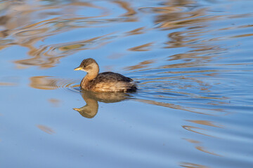 Piccolo di Tuffetto nell'oasi naturalistica di Manzolino.