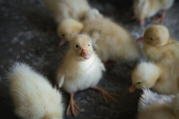 Baby ducks on a concrete floor to be raised in Ninh Binh, Vietnam