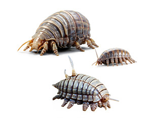  Giant_Isopod