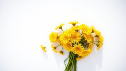 A cluster of vibrant yellow wildflowers with delicate green stems arranged on a pristine white background, showcasing the beauty of simplicity and nature's artistry.