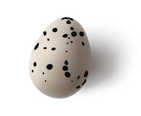 Decorative 3d quail egg with shadow isolated on white.  Realistic beautiful bird egg for Easter Day or spring holiday decoration. Vector stock illustration.