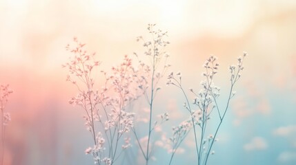 Soft pastel sunrise illuminating delicate wildflower stems and buds.