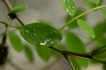 leaf with drops
