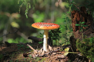 fly agaric mushroom in the summer forest