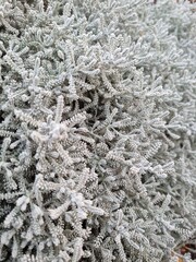 ornamental grass gray santolina silver coral