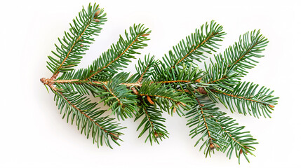 Pine Fir Branches: Isolated pine fir branches on a white background, showcasing evergreen needles and a wintry feel.
