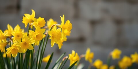 Obraz premium A cluster of bright yellow daffodils bask in the warm sunlight, their delicate petals reaching out towards the viewer, set against a backdrop of soft, blurred stone.