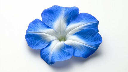 Beautiful Blue Morning Glory Flower on White Background