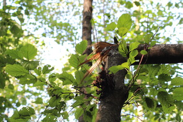 Crack willow tree destroyed and broken after hurricane. Storm and heavy wind destroyed and broke...