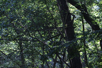 Beautiful green forest background. Spruce trees in forest

