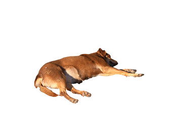 Isolated PNG of a Sleeping Brown Dog Laying Down