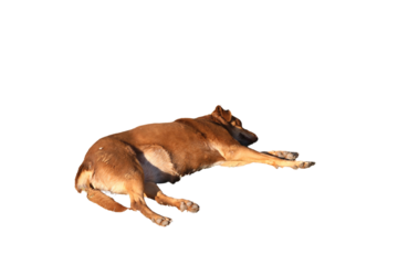 Isolated PNG of a Sleeping Brown Dog Laying Down