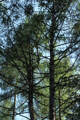 Obraz premium Beautiful green forest background. Spruce trees in forest 