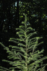 Beautiful young larch tree abstract background. Green forest abstract background
