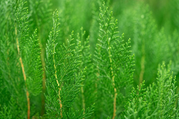 Juniper in close-up. Evergreen cypress outdoors