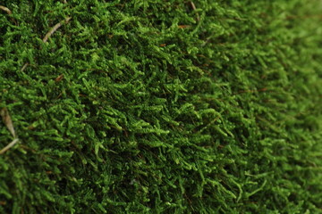 Green Moss background . Star Moss (POLYTRICHUM COMMUNE) seen from above.
