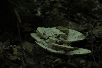 Polypore mushroom or turkey tail -trametes versicolor- on a tree trunk in a forest. Beautiful mushroom background

