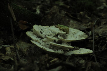 Polypore mushroom or turkey tail -trametes versicolor- on a tree trunk in a forest. Beautiful mushroom background
