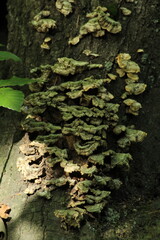 Polypore mushroom or turkey tail -trametes versicolor- on a tree trunk in a forest. Beautiful mushroom background
