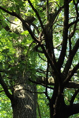 Big old Oak tree in the forest. Forest background. Green oak tree leaves background
