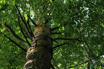 Fototapeta premium Big old Oak tree in the forest. Forest background. Green oak tree leaves background 
