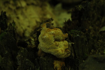 Daedalea quercina, known as the oak mazegill or maze-gill fungus. Mushrooms on wood close up. Beautiful mushroom background
