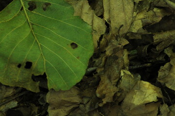 Daedalea quercina, known as the oak mazegill or maze-gill fungus. Mushrooms on wood close up. Beautiful mushroom background
