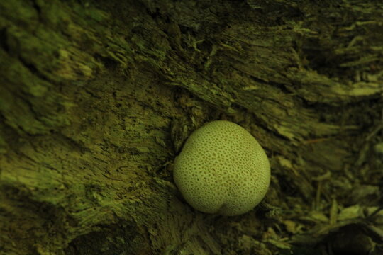 poisonous mushroom Scleroderma citrinum called pigskin poison puffball or common earth ball growing in the forest. Beautiful mushroom background
