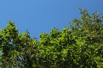 Oak tree leaves and branches background. Green forest wallpaper background
