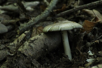 volvariella caesiotincta mushroom in the forest. Beautiful mushroom background
