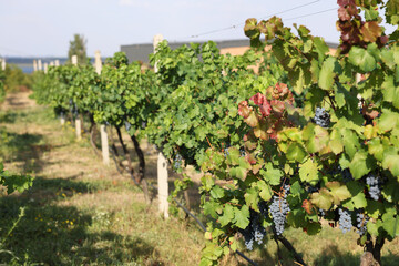 Fresh ripe juicy grapes growing on branches in vineyard