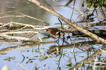 Gallinella d'acqua nell'oasi naturalistica di Torrile.