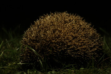 Wild European hedgehog in the garden in the night. Hedgehog in dark night. Hedgehog (Scientific...