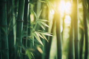 A natural bamboo forest with vibrant foliage, sunlight softly streaming through straight stalks, creating a calm and elegant green atmosphere, morning light 2