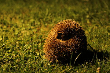 Wild European hedgehog in the garden in the night. Hedgehog in dark night. Hedgehog (Scientific name: Erinaceus Europaeus) close up of a wild, native, European hedgehog
