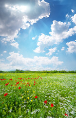 Spring meadow and beautiful flower at day.