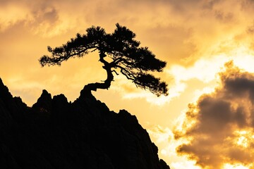 Obraz premium A gnarled black pine tree standing proudly at a mountain peak in China, silhouetted by the sun's first light, golden clouds surrounding the scene in the Yellow Mountains 2