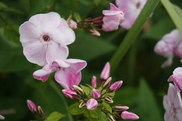 pink flowers in the garden
