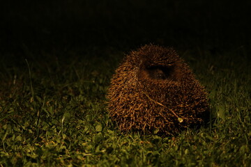 Wild European hedgehog in the garden in the night. Hedgehog in dark night. Hedgehog (Scientific name: Erinaceus Europaeus) close up of a wild, native, European hedgehog  © TomKorcak