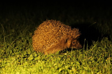 Wild European hedgehog in the garden in the night. Hedgehog in dark night. Hedgehog (Scientific...